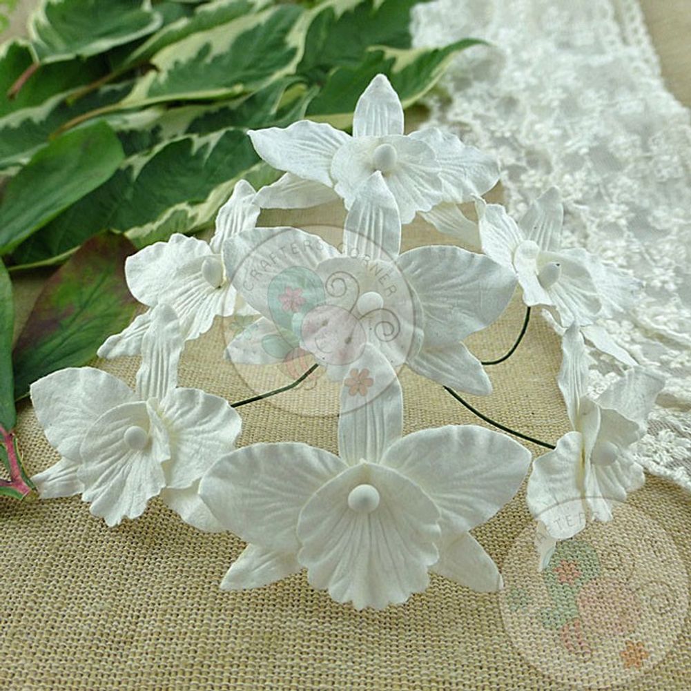 White - Orchids Combo