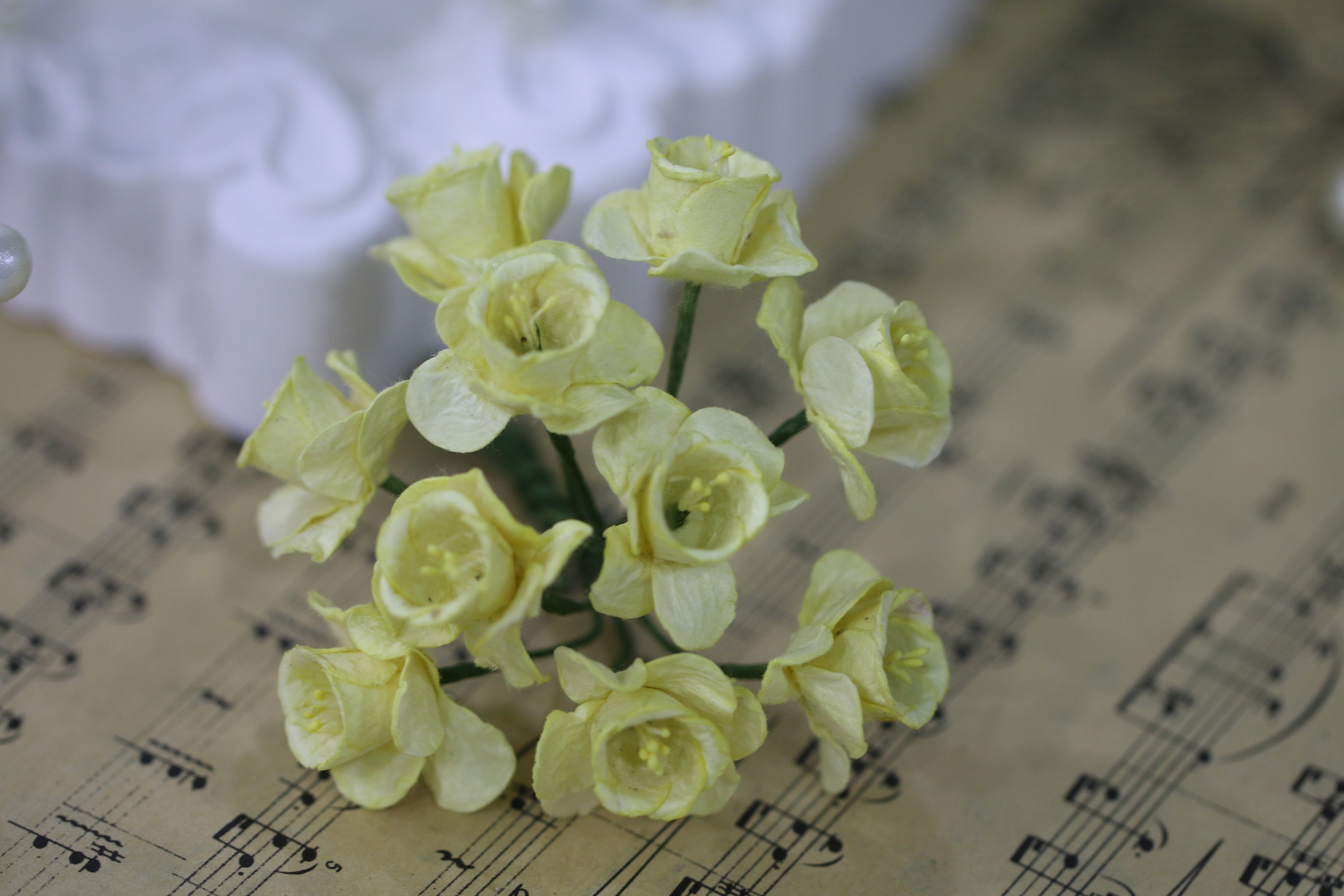 Daffodil Flower - Yellow