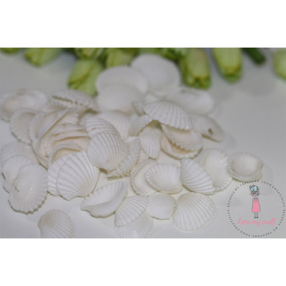 Natural Sea Shells 2