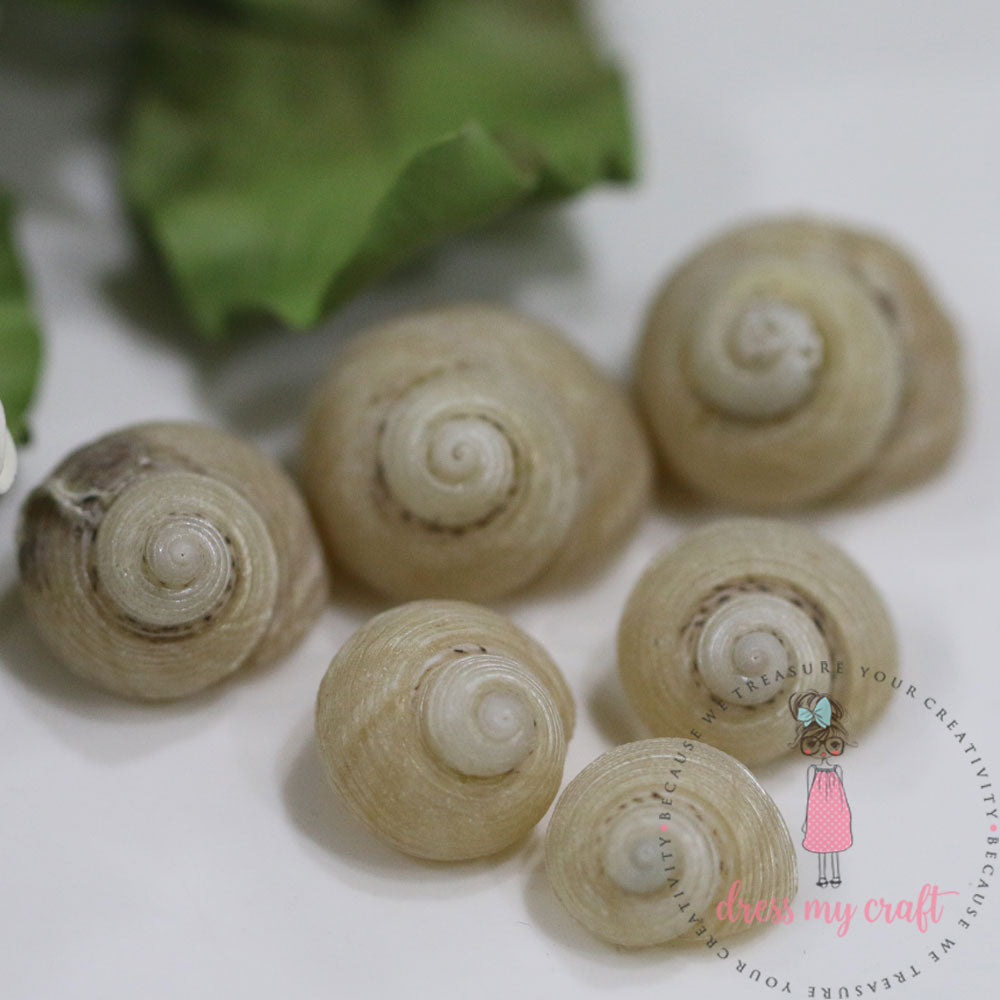 Natural Sea Shell - Round – CRAFTERS CORNER