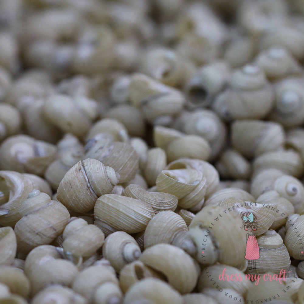 Natural Sea Shell - Round