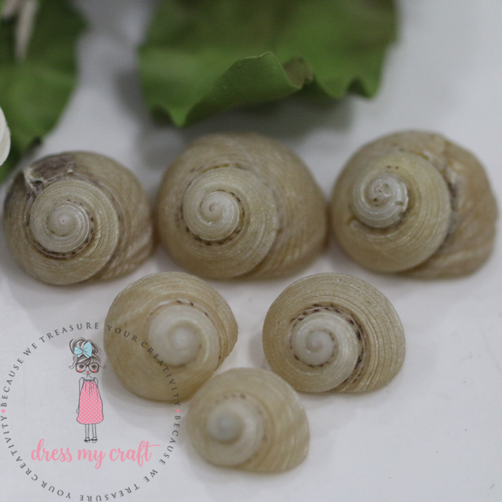 Natural Sea Shell - Round