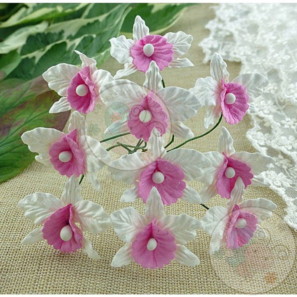 White and Pink - Orchids Combo