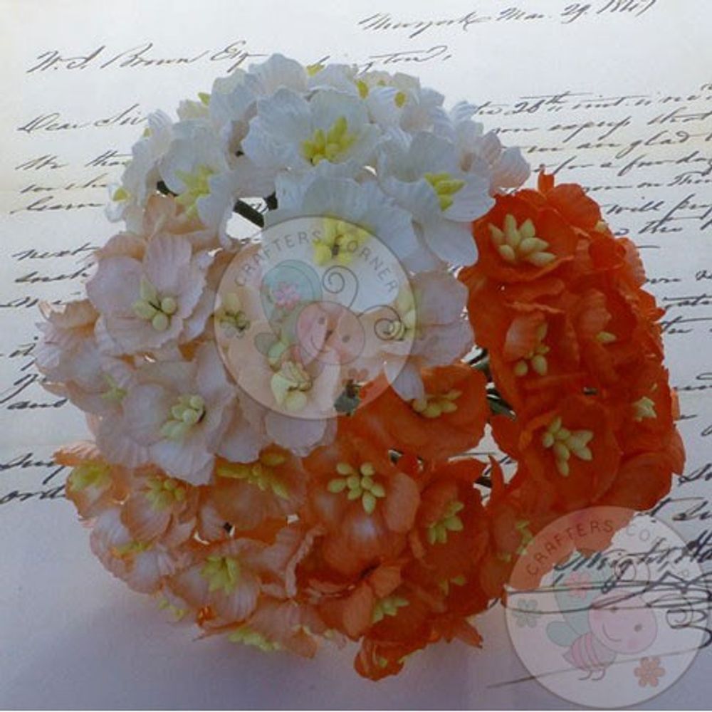 Orange/White - Sakura Combo