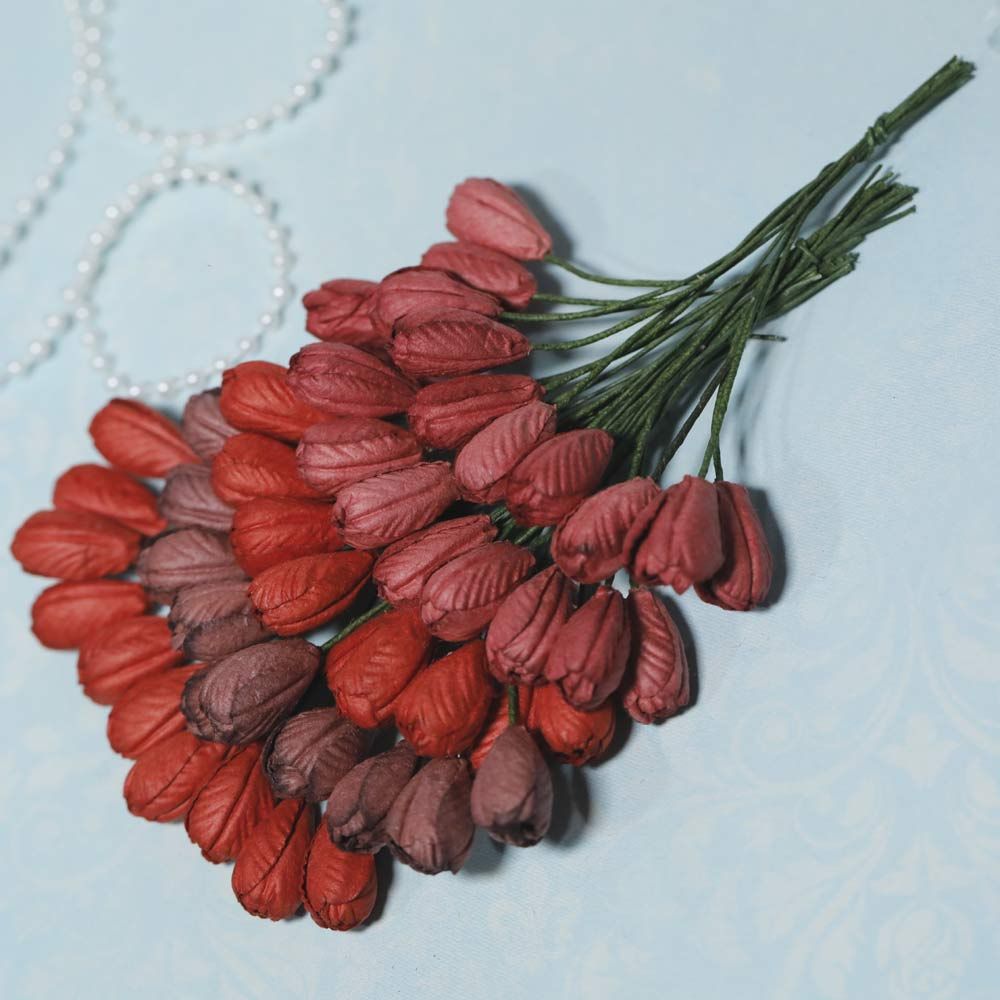 Tulip Flowers - Red Family