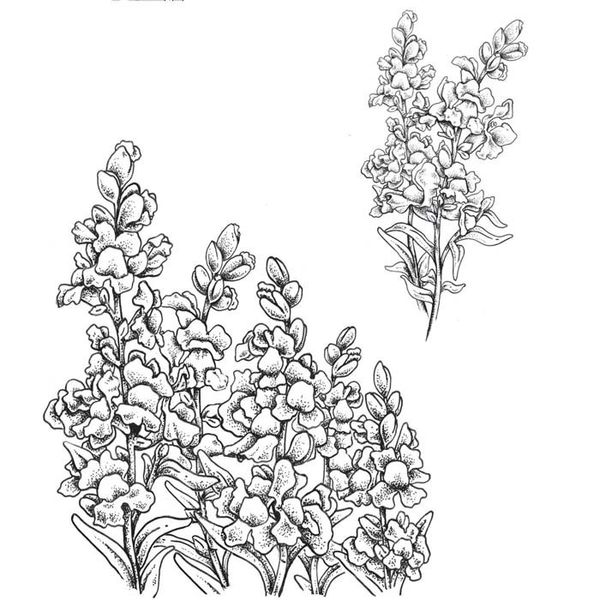 Snapdragons