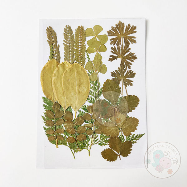 Dry Leaves #1