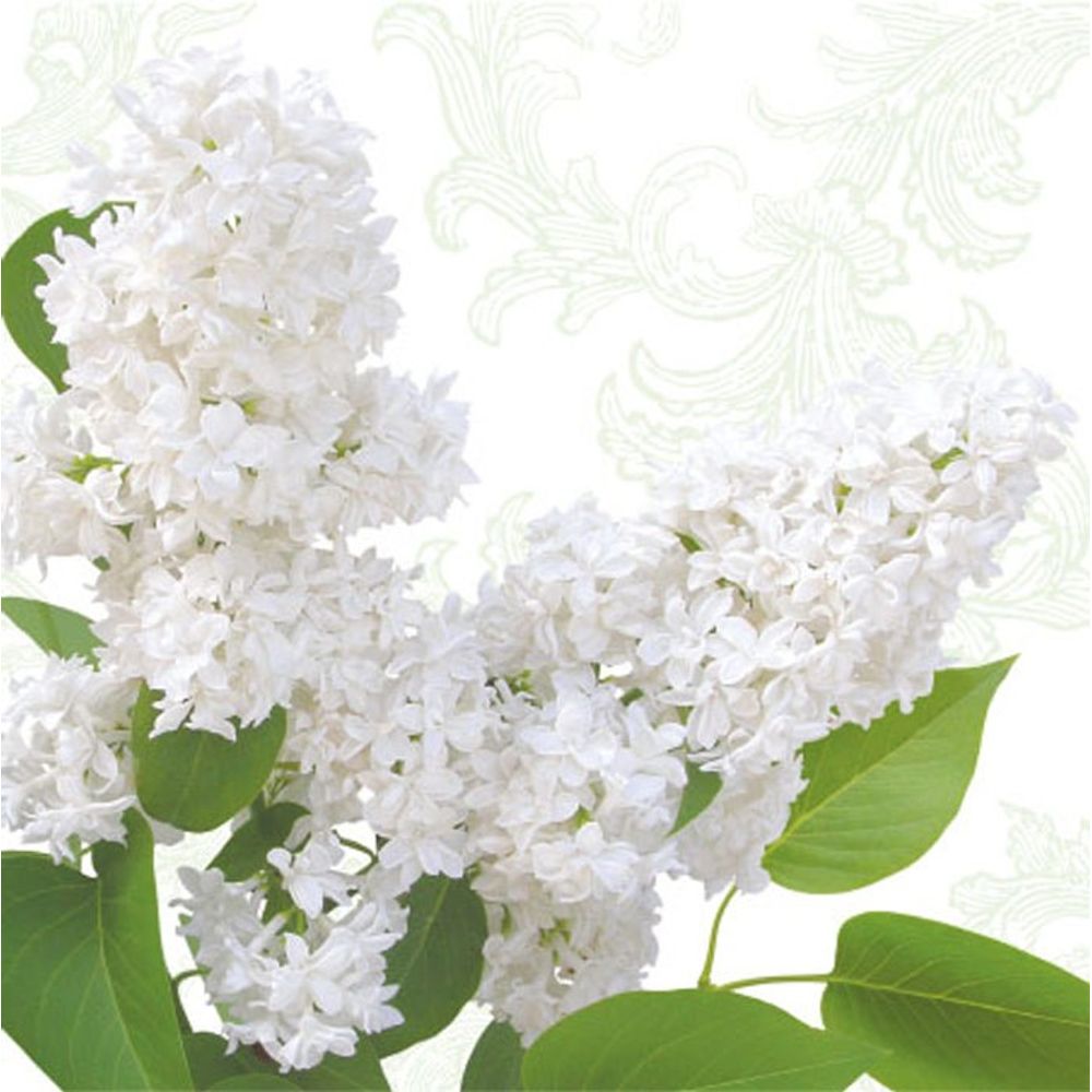 Napkin - White Lilac (Decoupage Napkin)