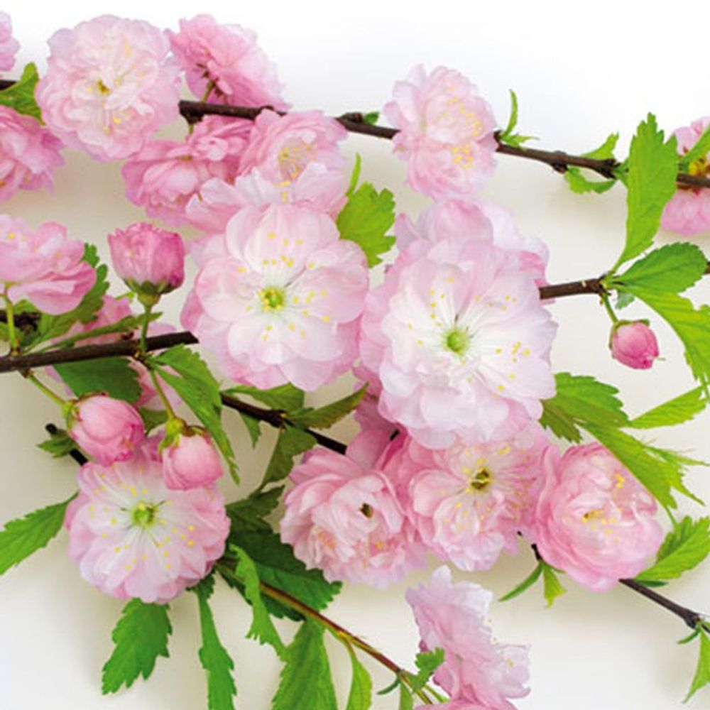 Napkin - Flowering Almond (Decoupage Napkin)