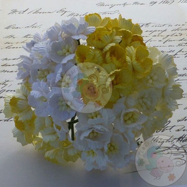 Sakura Combo - White/Cream